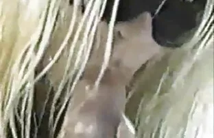 XXX Un giovane slut trans italiana video masturba un peloso L.